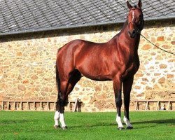 stallion Quickly de Kreisker (Selle Français, 2004, from Diamant de Semilly)