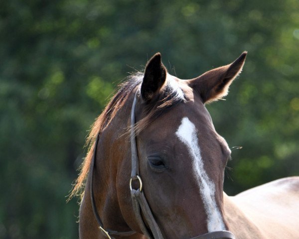 broodmare Classy Charm xx (Thoroughbred, 2002, from Silver Charm xx)