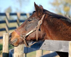 broodmare Cozy Miss xx (Thoroughbred, 1988, from Cozzene xx)