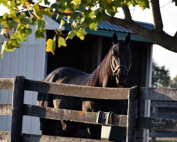 stallion Einstein xx (Thoroughbred, 2002, from Spend a Buck xx)