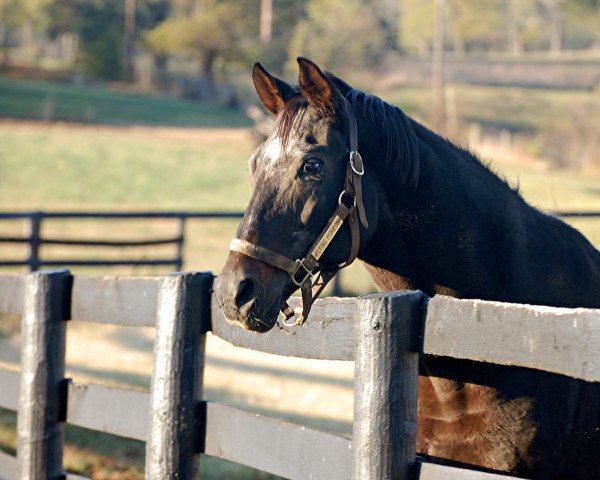 stallion Flying Pidgeon xx (Thoroughbred, 1981, from Upper Case xx)