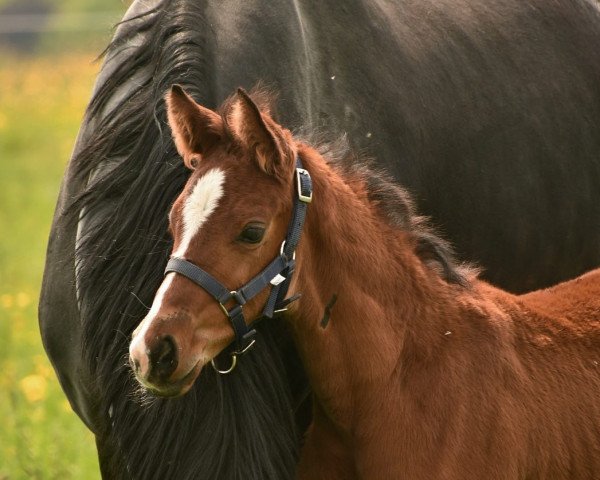 dressage horse Be my Romance K (Westphalian, 2022, from Callaho's Benicio)