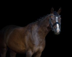 dressage horse Showman 27 (Hanoverian, 2015, from Sarotti Mocca-Sahne)