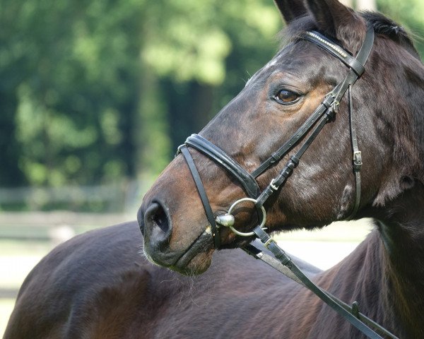 Pferd Diacora (Westfale, 1994, von Derbyfavorit)