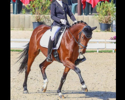 dressage horse Basilia (Deutsches Sportpferd, 2012, from Belissimo NRW)