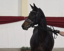 dressage horse Monsieur Magnifique (Deutsches Sportpferd, 2019, from E.H. Millennium)