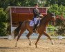 dressage horse Daily Pleasure 26 (Hanoverian, 2013, from Dimaggio)