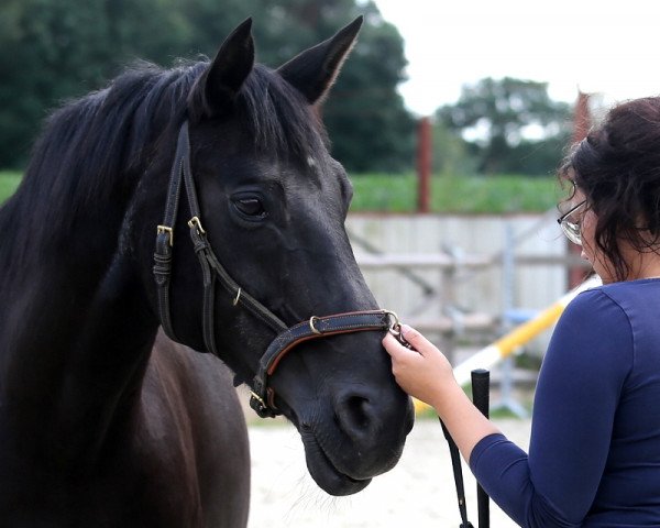 Pferd Suzi Quattro (Hannoveraner, 1993, von Sirius)