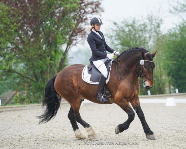 dressage horse Raffael 61 (South German draft horse, 2015, from Retter)