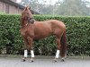 dressage horse Lillifee (Westphalian, 2004, from Laurentianer)