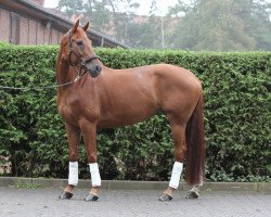 dressage horse Lillifee (Westphalian, 2004, from Laurentianer)