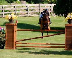 jumper Zander (KWPN (Royal Dutch Sporthorse), 2004, from Cantus)