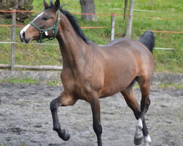 Pferd Evita (Belgisches Warmblut, 2009, von Calando VI)