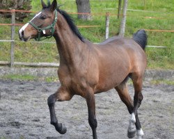 horse Evita (Belgian Warmblood, 2009, from Calando VI)