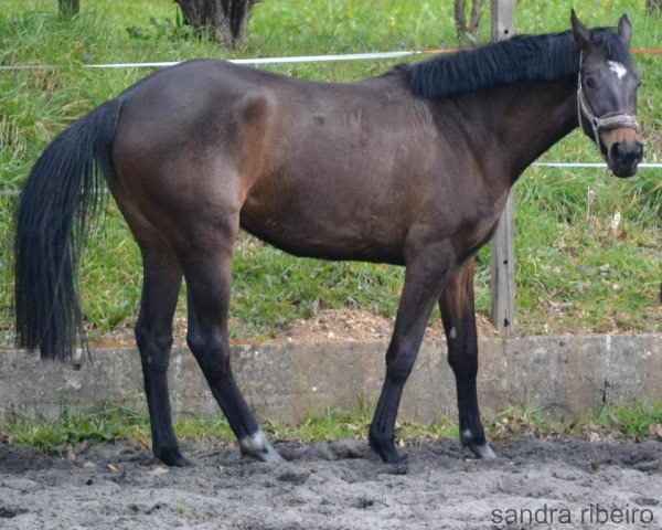 horse Funny (Holsteiner, 2010, from Calando VI)