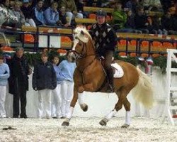 Deckhengst Nevio (Haflinger, 1997, von Nerv)