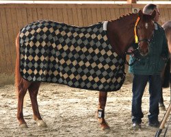 Zuchtstute Dancing Queen (Deutsches Reitpony, 2010, von Dream of Lord)