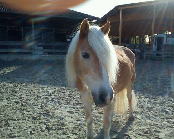 horse Zeika (Haflinger, 1997, from Almbube)