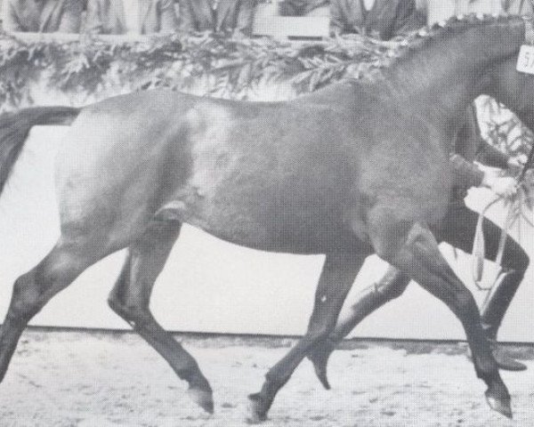 Pferd Tambur (Holsteiner, 1971, von Thuswin xx)