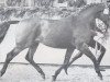 Pferd Tambur (Holsteiner, 1971, von Thuswin xx)