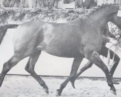 Pferd Tambur (Holsteiner, 1971, von Thuswin xx)