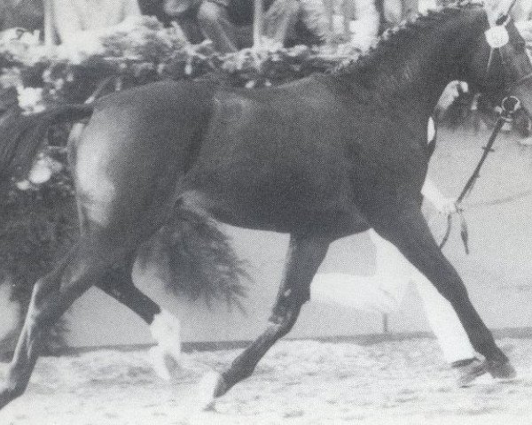 Deckhengst Rando (Holsteiner, 1983, von Romino)