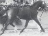 stallion Rando (Holsteiner, 1983, from Romino)