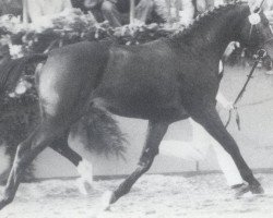 stallion Rando (Holsteiner, 1983, from Romino)