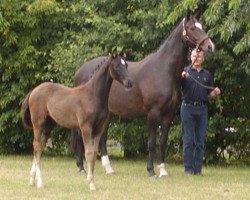 broodmare Flic Flac (Hanoverian, 1988, from Feiner Stern)