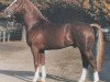 stallion Feingau (Hanoverian, 1980, from Furioso II)