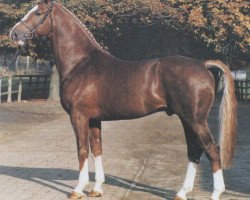 stallion Feingau (Hanoverian, 1980, from Furioso II)