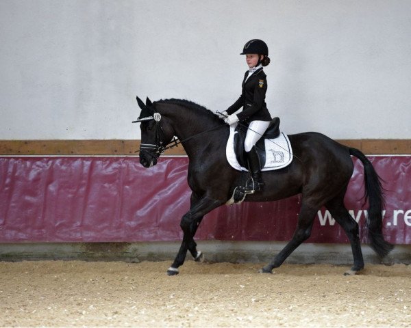 dressage horse Filippa 30 (German Sport Horse, 2015, from Finest)