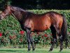 stallion Pistolet Bleu xx (Thoroughbred, 1988, from Top Ville xx)