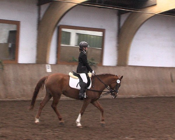 dressage horse Moccachip (German Riding Pony, 2003, from Mentos Charmeur)