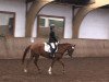 dressage horse Moccachip (German Riding Pony, 2003, from Mentos Charmeur)