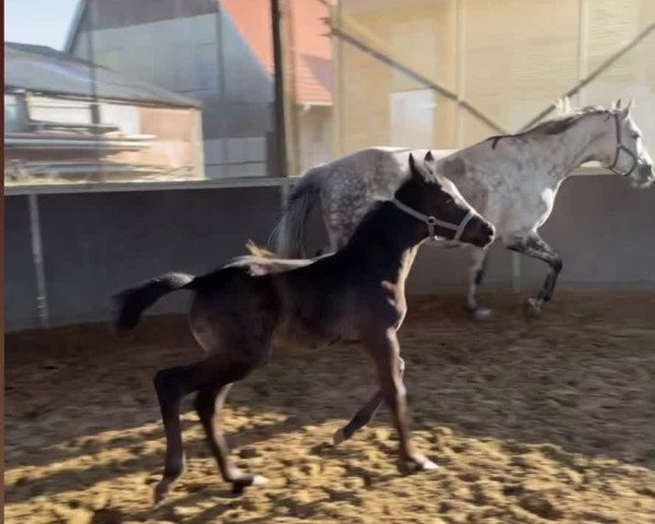 Video of Bonjour Sazzarette JHB (Sazzou)