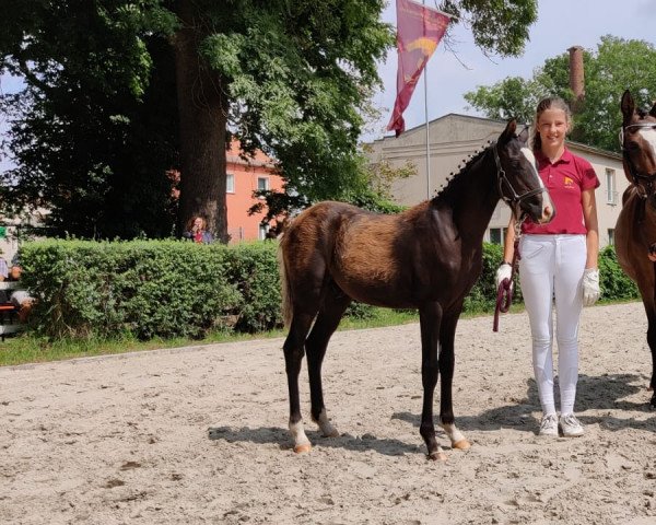 horse King Boy (German Riding Pony, 2021, from King Bjuti)