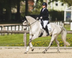 dressage horse Quiwi Dancer (German Sport Horse, 2012, from Quiwi Dream)