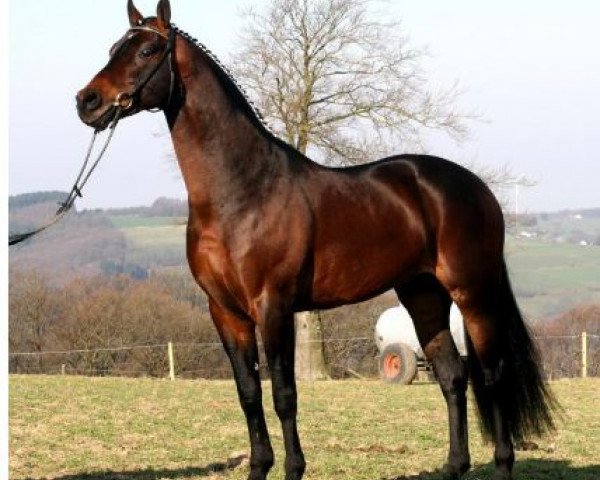 stallion Let de Lember (Westphalian, 1999, from Lamoureux II)
