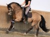 dressage horse Caramellstern (German Riding Pony, 2019, from Tackmann's Cantuccini)