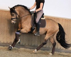 dressage horse Caramellstern (Deutsches Reitpony, 2019, from Tackmann's Cantuccini)