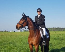 jumper Fidero 8 (German Sport Horse, 2016, from Fidertanz)