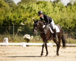 dressage horse Do It At (German Riding Pony, 2014, from D-Day AT)