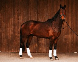 dressage horse Diatore (Westphalian, 2018, from De Beau)