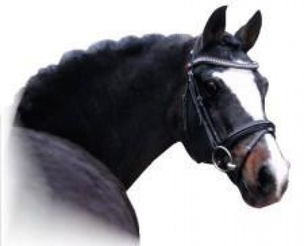 horse Bavarottie (German Riding Pony, 1989, from Black Boy)