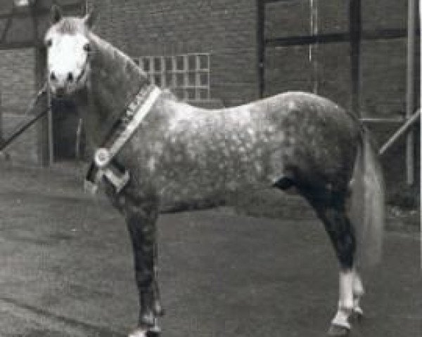 stallion Silvertop's As (German Riding Pony, 1984, from Silvertop's Ricco)