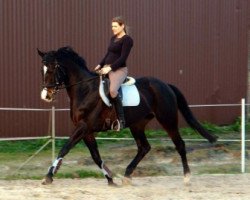 broodmare Caprice VII (Trakehner, 1998, from Goldino)