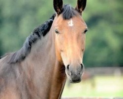 broodmare Rumirella (Oldenburg, 2004, from Rohdiamant)