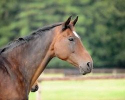 broodmare Ruling Aletta (Oldenburg, 1992, from Aletto)