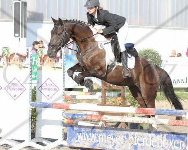 jumper Theodor 18 (German Warmblood, 2005)